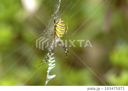 ナガコガネグモ 103475871