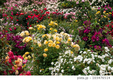 満開の薔薇 満開の薔薇 103476514