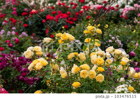 満開の薔薇 満開の薔薇 103476515