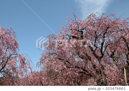 盛岡の桜　名所米内浄水場 103476661