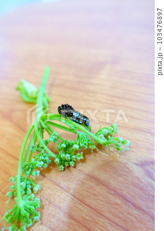 アゲハ蝶　アゲハチョウ　キアゲハ　蝶　チョウ　幼虫 103476897