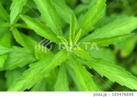 真上から見たセイタカアワダチソウ 103476898