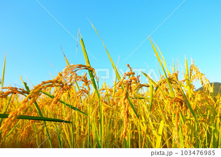 稲穂　稲　新米　秋 103476985