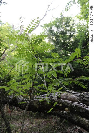 山椒の木の写真素材 [103477096] - PIXTA