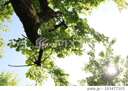 ウメの木の下で見上げる空 103477103