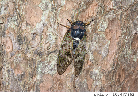 アブラゼミ 103477262