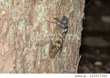 アブラゼミ 103477264