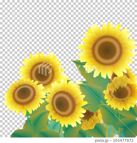 向日葵田2 向日葵田2 103477872