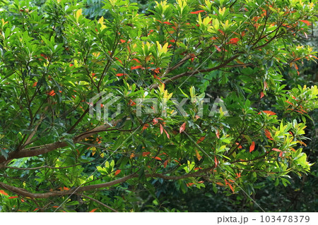 自然　植物　ホルトノキ、五月の石垣島。新緑の季節ですがホルトに木ではいつも紅葉が見られます 103478379