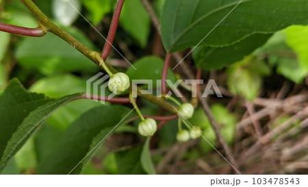 マタタビの蕾 マタタビの蕾 103478543