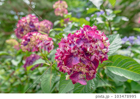 広島市縮景園の紫陽花 広島市縮景園の紫陽花 103478995