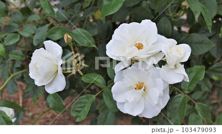 バラの花・アイスバーグ（動画あり） 103479093