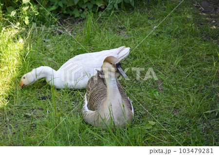 Geese on the green grass. Geese on the green grass. 103479281