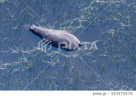 Aerial shot of an hippopotamus submerged in the Okavango Delta 103479576