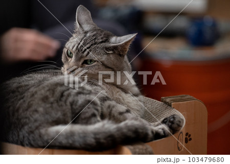 見つめる猫 サバトラ猫 見つめる猫 サバトラ猫 103479680