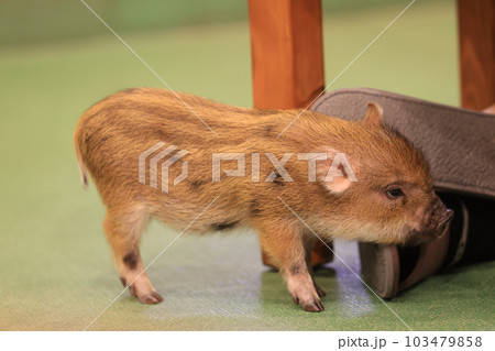 mini pig feel happy and walk around 103479858