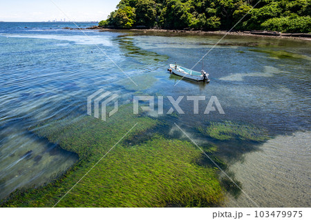 三浦半島の走水海岸の透明な水のアマモの繁茂 三浦半島の走水海岸の透明な水のアマモの繁茂 103479975