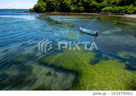 三浦半島の走水海岸の透明な水のアマモの繁茂 103479982