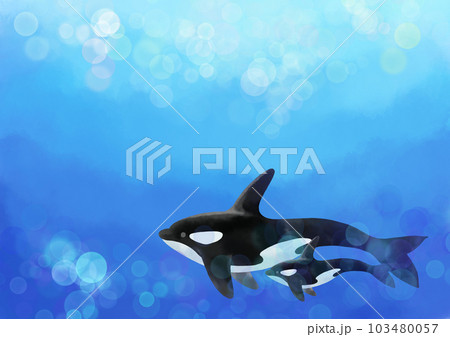 海中を泳ぐシャチの親子 103480057
