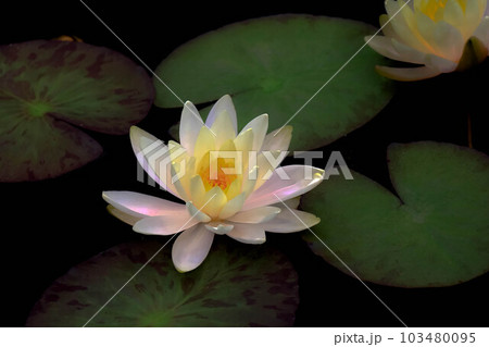 木洩れ日に浮ぶスイレンの花のクローズアップ 103480095