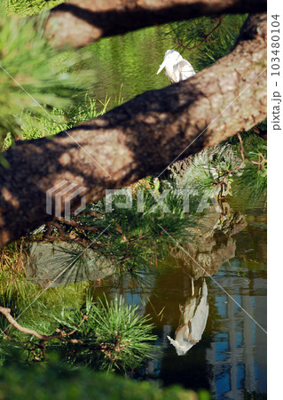 微動だにせず気配を消している鳥:アオサギ 微動だにせず気配を消している鳥:アオサギ 103480104