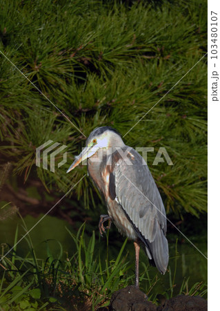 微動だにせず気配を消している鳥：アオサギ 103480107