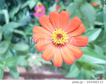 Gorgeous and powerful zinnia elegans flower photo 103480115