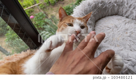 手を噛む猫　茶トラ白 103480121