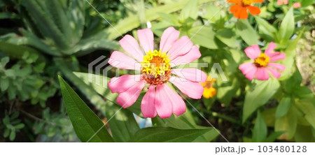Fantastic and powerful zinnia elegans flower photo 103480128