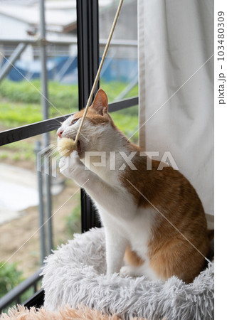 おもちゃで遊ぶ猫 茶トラ白 おもちゃで遊ぶ猫 茶トラ白 103480309
