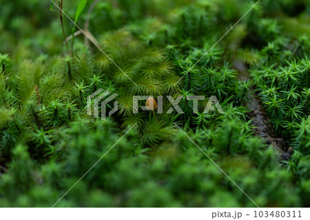 苔の上に生えるキノコ 103480311