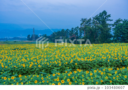Yamanashi Prefecture] Sunflower in Akeno - Stock Photo [103480607