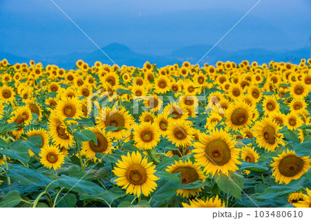 【山梨県】明野のひまわり 103480610