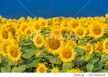【山梨県】明野のひまわり 【山梨県】明野のひまわり 103480638