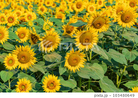 【山梨県】明野のひまわり 103480649
