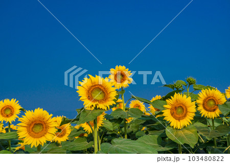 【山梨県】明野のひまわり　アップ 103480822