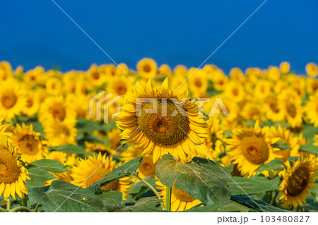 【山梨県】明野のひまわり　アップ 103480827