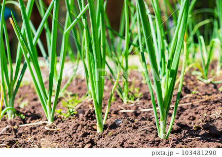 Green onion leaves. The succulent foliage of the plant in the homestead. Organic farming Green onion leaves. The succulent foliage of the plant in the homestead. Organic farming 103481290