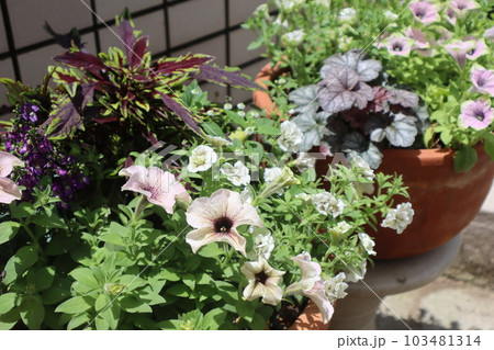 夏に強い花の寄せ植え&花の寄せ鉢 夏に強い花の寄せ植え&花の寄せ鉢 103481314