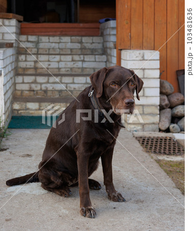dog chocolate Labrador retriever is sitting house background of stairs. pet guarding country house. 103481636