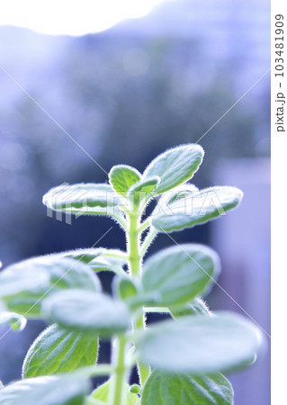 アロマティカス 103481909