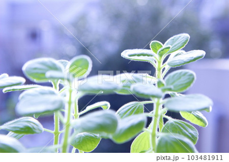 アロマティカス アロマティカス 103481911