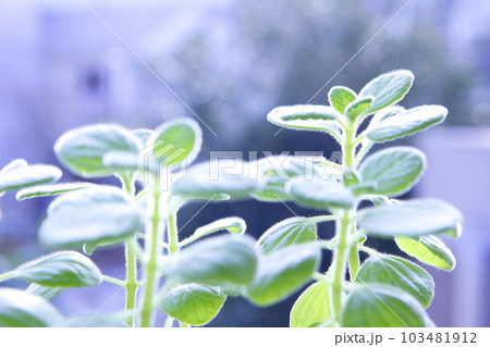 アロマティカス 103481912