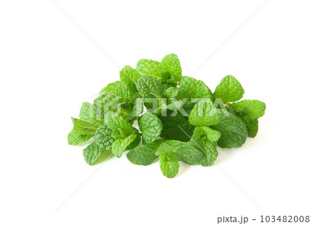 白背景のミント 103482008