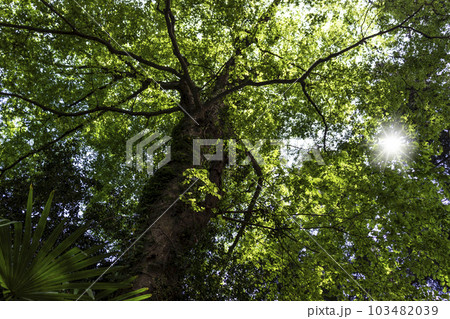 大きな木の下から見上げた幹と新緑 103482039