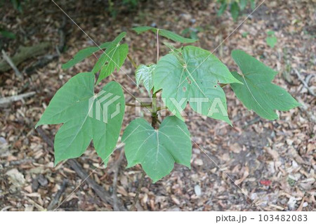 アカメガシワの幼木 アカメガシワの幼木 103482083
