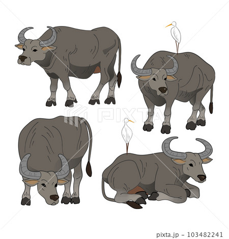 水牛 スイギュウ すいぎゅう 103482241