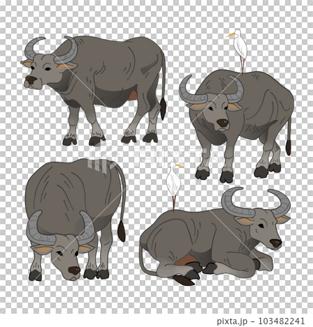 水牛 スイギュウ すいぎゅう 103482241