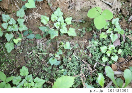 木の根元にはえる色々な植物 103482392