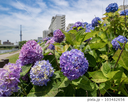 晴れた日に河川敷に咲く紫陽花と東京スカイツリー 晴れた日に河川敷に咲く紫陽花と東京スカイツリー 103482656